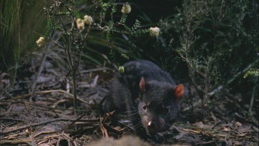 Tasmanian devil gnawing at wallaby carcass Tasmanian devil walks toward camera to carcass
