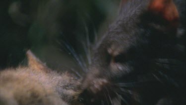 Tasmanian devil approaches wallaby carcass enters frame right to left, drags it away