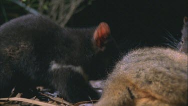 two fighting Tasmanian devils over wallaby carcass trying to roll it over