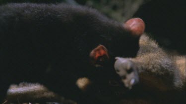 three Tasmanian devil over wallaby carcass
