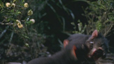 three Tasmanian devil fighting over wallaby carcass