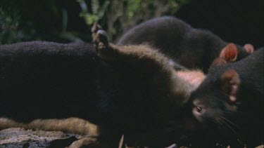 three devils fight at carcass