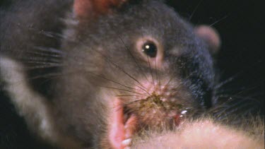 devil teeth chewing at gizzard and innards a