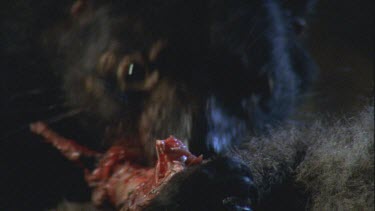 Devil feeding at shoulder of carcass large amount of flesh showing.