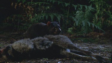 Devil feeding at carcass another comes in and they fight for spoils