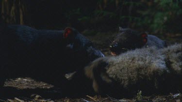 Devil feeding at carcass fight for spoils