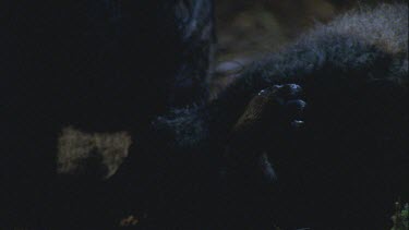 Devil feeding at carcass from behind showing strength of hindquarters