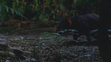 Devil comes in to feed on carcass of wallaby