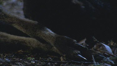 shots of wallaby roo claw and tilt up leg. To devil feeding on carcass