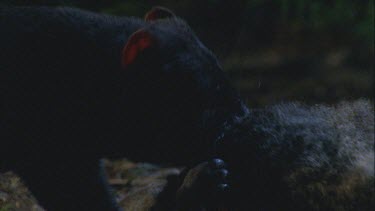 devil feeding on carcass