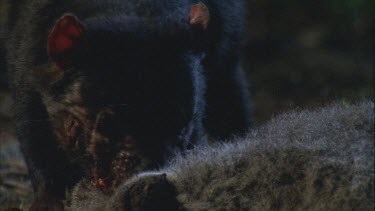 devil feeding on carcass