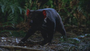 Devil cautiously approaches wallaby carcass