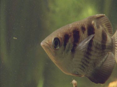 archer fish swimming.