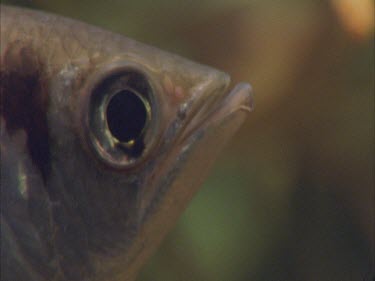 archer fish swimming at surface of water