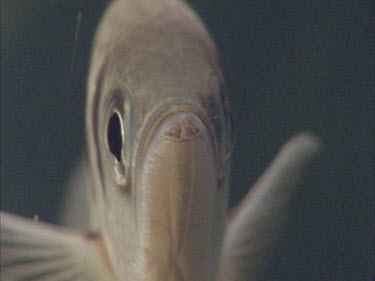 archer fish facing camera