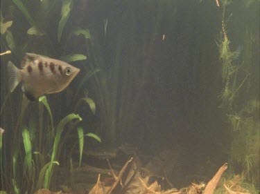 Two archer fish swim past.