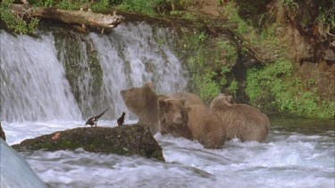 three bears, falls in background.
