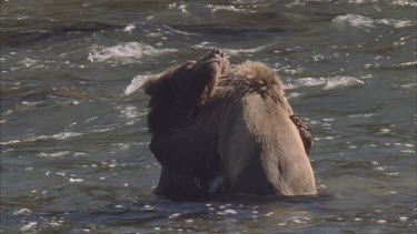 Two young bear grappling in the water, standing up.