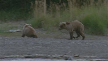 bears on river bank play fighting, standing on hind legs