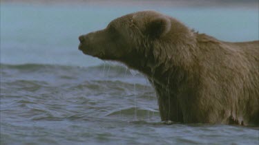 Bear in river standing up, eating in background