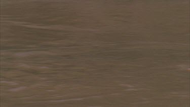 Croc swimming, crocs head half submerged. Croc submerges.