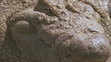 Croc resting on bank facing camera.
