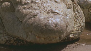 croc going into water backwards
