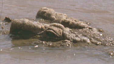 Crocs eye and face half submerged in water