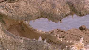 Nile croc mouth agape