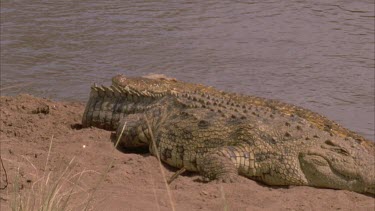 Nile croc mouth agape hauls out onto bank down river behind