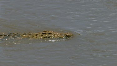 crocodile swimming