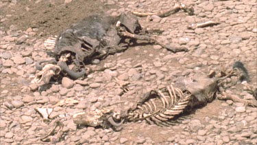 Three wildebeest carcasses lying side by side on the river bank