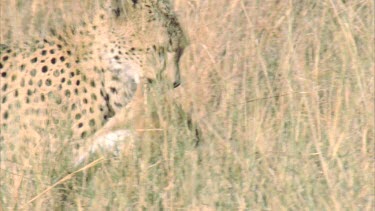 cheetah carrying carcass, drops carcass and looks around