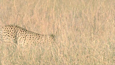 cheetah carrying carcass