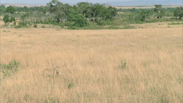 cheetah carrying carcass through tall grass