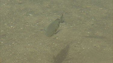 archerfish swimming in very clear shallow water