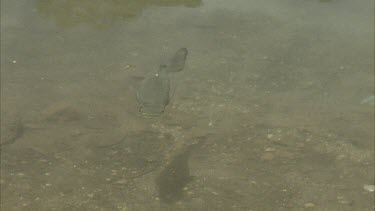 archerfish swimming in very clear shallow water through reflected clouds makes water look murky in parts.