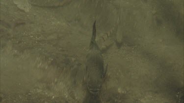 archer fish swimming towards camera and looking up at water surface as if for prey.
