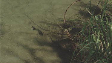 view of archer fish swimming in clear water from above pandanas plant.
