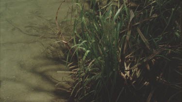 pan from pandanas plant to archer fish right to left.