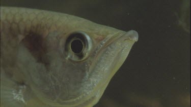 fishes head and specially designed mouth and jaw for spitting