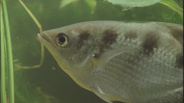 fishes head and specially designed mouth and jaw for spitting