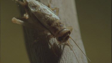 cricket on branch with archer fish in water below