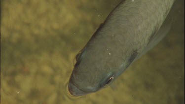 looking down through water at fish showing lens over eyes