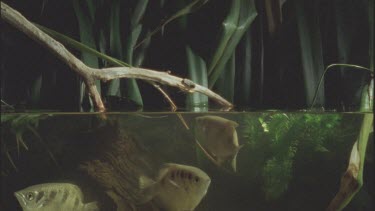 fish fires water bullets and hits cricket but doesn't fall off