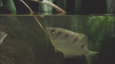 cricket struggles on water surface and fish comes up eats it