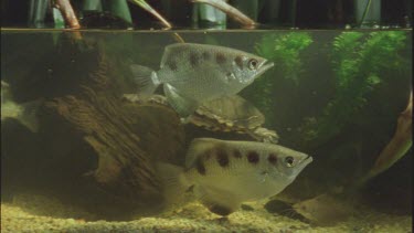 cricket struggles in water and fish comes up eats it and long necked turtles swim by