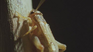 fish fires water bullets and hits cricket but doesn't fall off