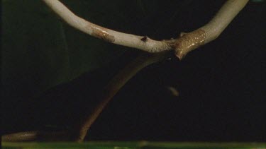 archer fish water bullet knocks grasshopper of branch
