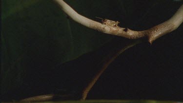 archer fish water bullet knocks grasshopper of branch